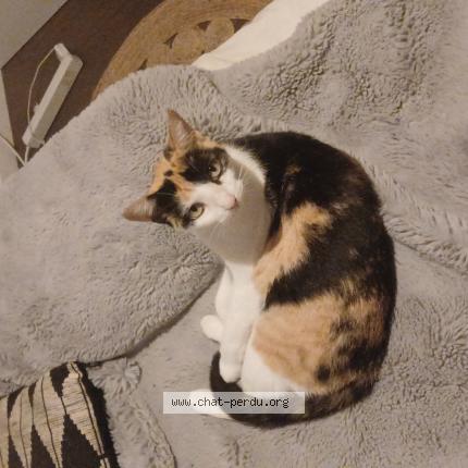 Foto 1/1 Savanne Chat perdido en Anglars st felix