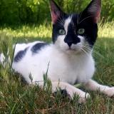 Foto del gato perdido en Orgon