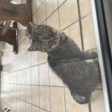 Foto de gato encontrado en Plouha