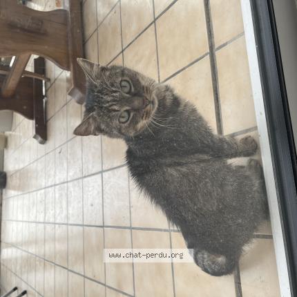 Foto 1/1 Gato encontrado Encontrado en Plouha