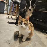 Foto de gato encontrado en Aiguillon 47190