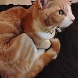 Foto de gato encontrado en Paterson