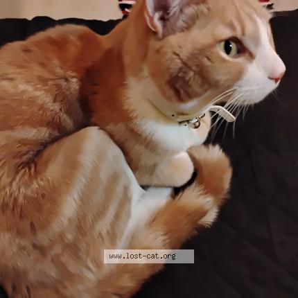 Foto 1/1 Gato encontrado Encontrado en Paterson