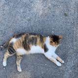 Foto del gato perdido en Le Gua