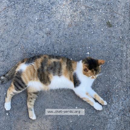 Foto 1/2 Nasa Chat perdido en Le gua