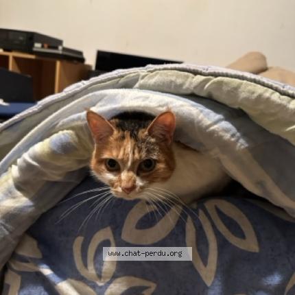 Foto 2/2 Nasa Chat perdido en Le gua