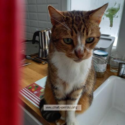 Foto 1/1 Titou Chat perdido en Clermont ferrand