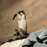 Foto del gato perdido en Pau