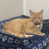 Foto del gato perdido en Fort Collins