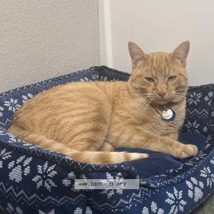 Foto 1/1 Goose Chat perdido en Fort collins