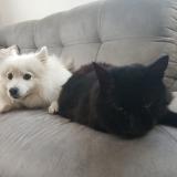 Foto del gato perdido en Montbazon