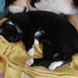 Foto del gato perdido en Villez Sous Bailleul