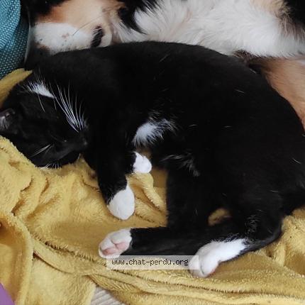 Foto 1/1 Sam Chat perdido en Villez sous bailleul