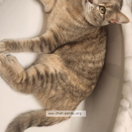 Foto 1/1 Pearl Chat perdido en Mannens