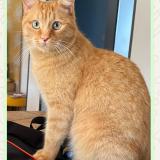 Foto del gato perdido en Cepet