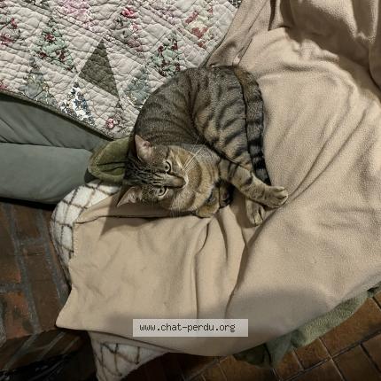 Foto 1/1 Disko Chat perdido en Ancerville ou rupt aux ninains