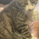 Foto del gato perdido en Gabarnac