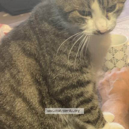 Foto 1/1 Ange Chat perdido en Gabarnac