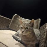 Foto del gato perdido en Pruniers En Sologne