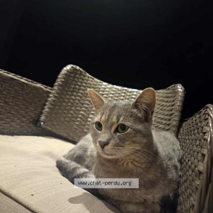 Foto 1/1 Yoda Chat perdido en Pruniers en sologne