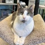 Foto del gato perdido en Jacksonville