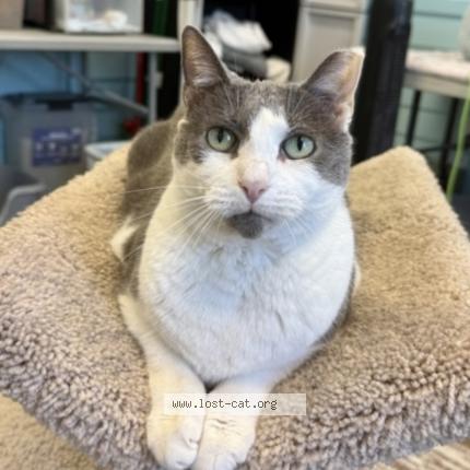 Foto 1/1 Graham Chat perdido en Jacksonville