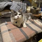 Foto del gato perdido en Marly