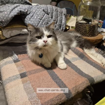 Foto 1/1 Milo Chat perdido en Marly