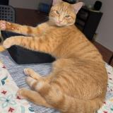 Foto del gato perdido en Longueuil