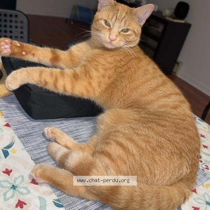 Foto 1/1 Rougi Chat perdido en Longueuil