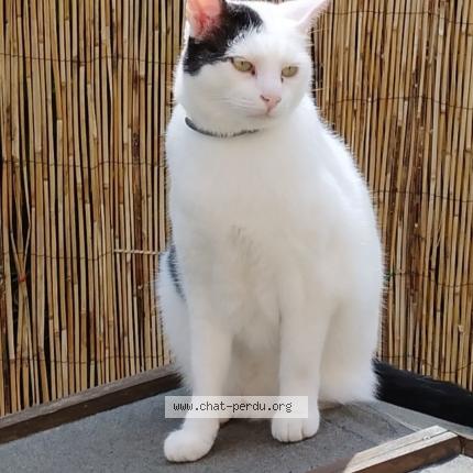 Foto 1/1 Adok Chat perdido en Mont saint aignan