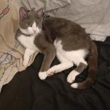 Foto del gato perdido en Calvisson