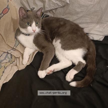 Foto 1/1 Yoda Chat perdido en Calvisson