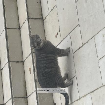 Foto 1/1 Gato encontrado Encontrado en Le coudray