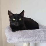 Foto del gato perdido en Ecury Sur Coole