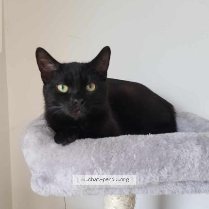 Foto 1/1 boule Chat perdido en Ecury sur coole