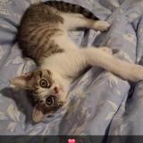 Foto del gato perdido en Roubaix