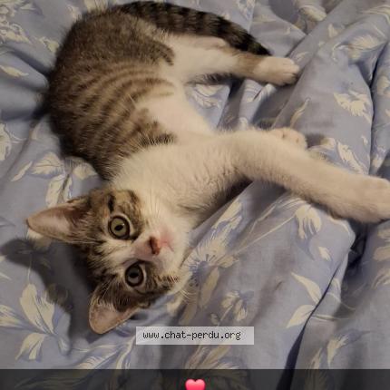 Foto 1/1 Jax Chat perdido en Roubaix