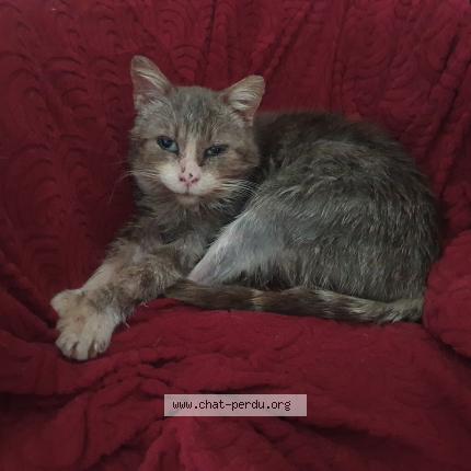 Foto 1/1 Gato encontrado Encontrado en Saint martial d albarede