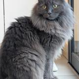 Foto del gato perdido en Vigoulet Auzil