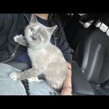 Foto del gato perdido en Philadelphia