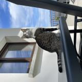 Foto del gato perdido en Saint Nizier Du Moucherotte