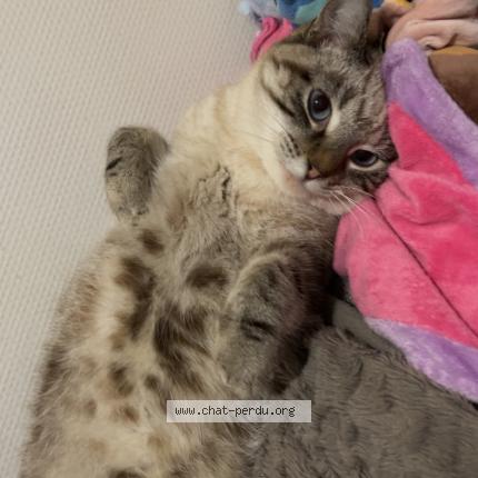 Foto 1/1 Vaiana Chat perdido en Bois d amont