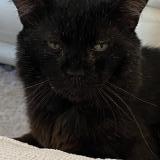 Foto del gato perdido en Montelimar