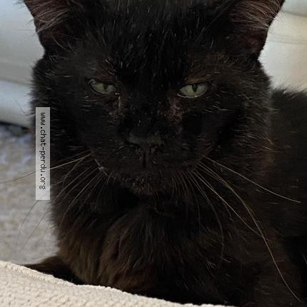 Foto 1/2 Racho Chat perdido en Montelimar