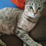 Foto del gato perdido en Baltimore