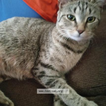 Foto 1/1 Mama's Chat perdido en Baltimore