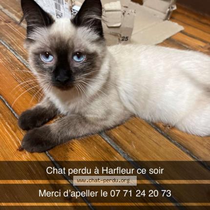 Foto 1/1 Azur Chat perdido en Harfleur