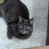 Foto del gato perdido en Cleveland