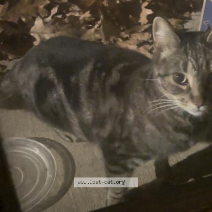 Foto 1/1 Gato encontrado Encontrado en State college